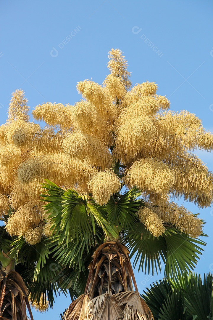 Floração da palmeira Talipot (Corypha umbraculifera) no Aterro do Flamengo no Rio de Janeiro Brasil.