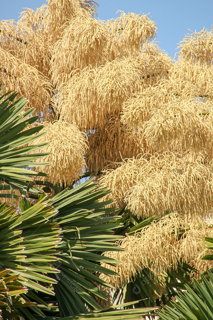 Floração da palmeira Talipot (Corypha umbraculifera) no Aterro do Flamengo no Rio de Janeiro Brasil.
