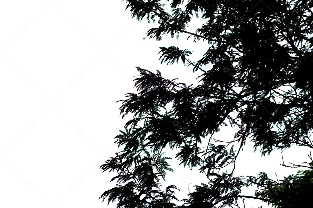 silhueta de uma árvore no Rio de Janeiro Brasil.