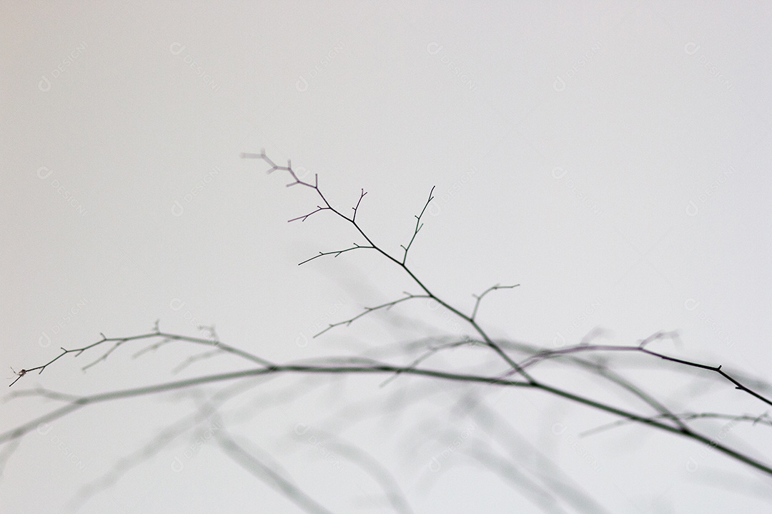 silhueta de pequenos ramos no Rio de Janeiro.