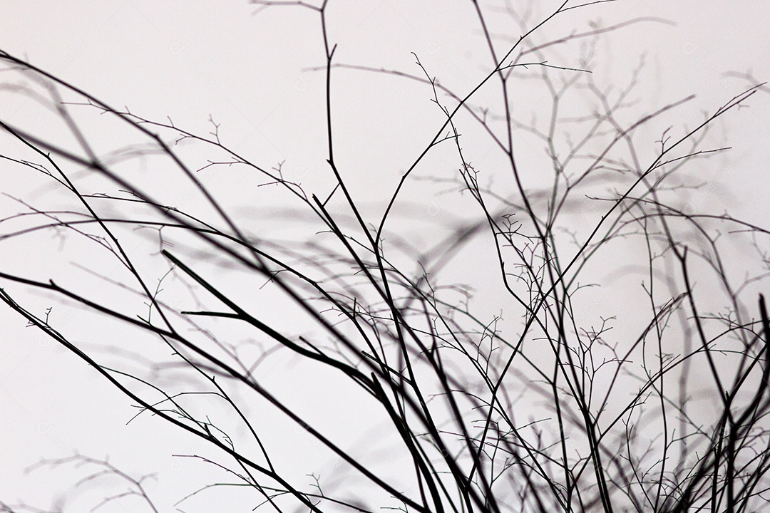 silhouette of small branches in Rio de Janeiro.