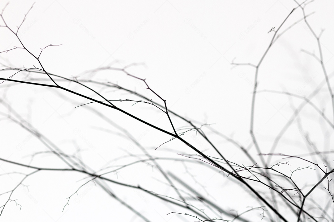 silhueta de pequenos ramos no Rio de Janeiro.