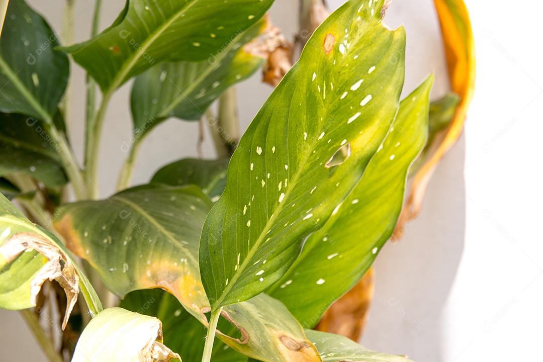 Conhecida planta comigo ninguém consegue, em um jardim no Rio de Janeiro, Brasil.