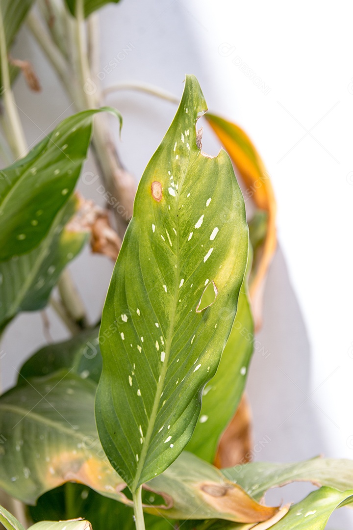 Conhecida planta comigo ninguém consegue, em um jardim no Rio de Janeiro, Brasil.