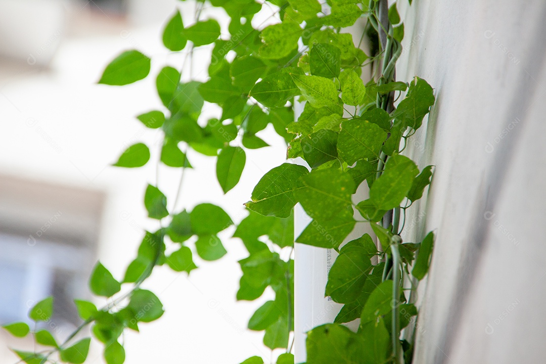 Jazmin de Madagascar subindo na parede de um prédio no Rio de Janeiro no brasil.