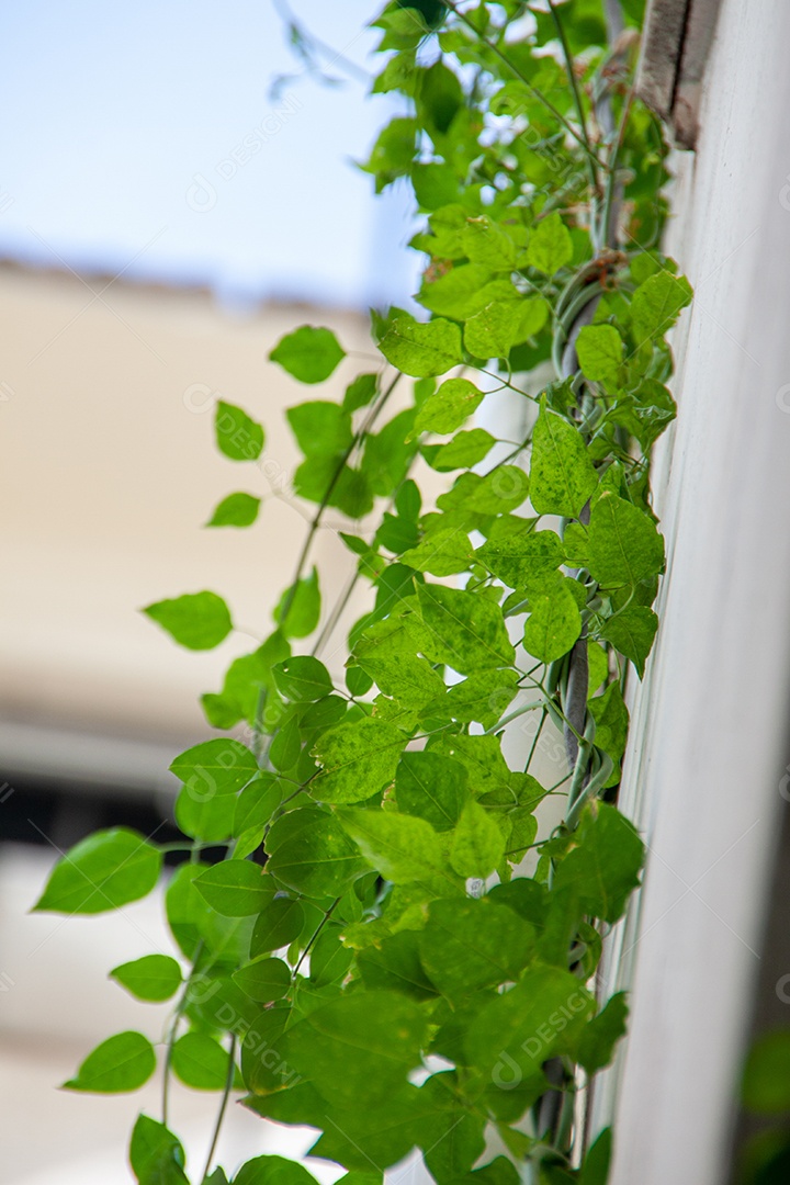 Jazmin de Madagascar subindo na parede de um prédio no Rio de Janeiro no brasil.
