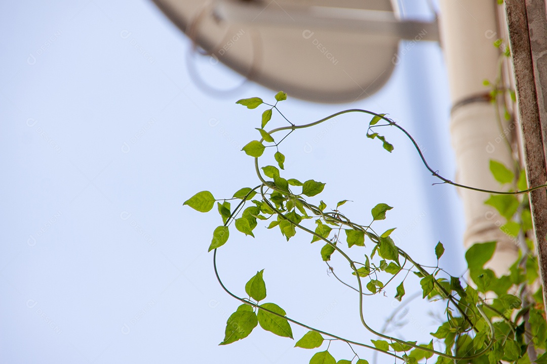 Jazmin de Madagascar subindo na parede de um prédio no Rio de Janeiro no brasil.