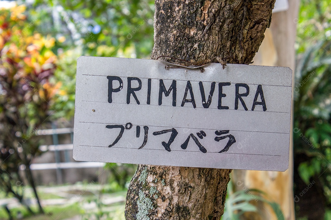 Árvore com sinal escrito Primavera no Rio de Janeiro Brasil.