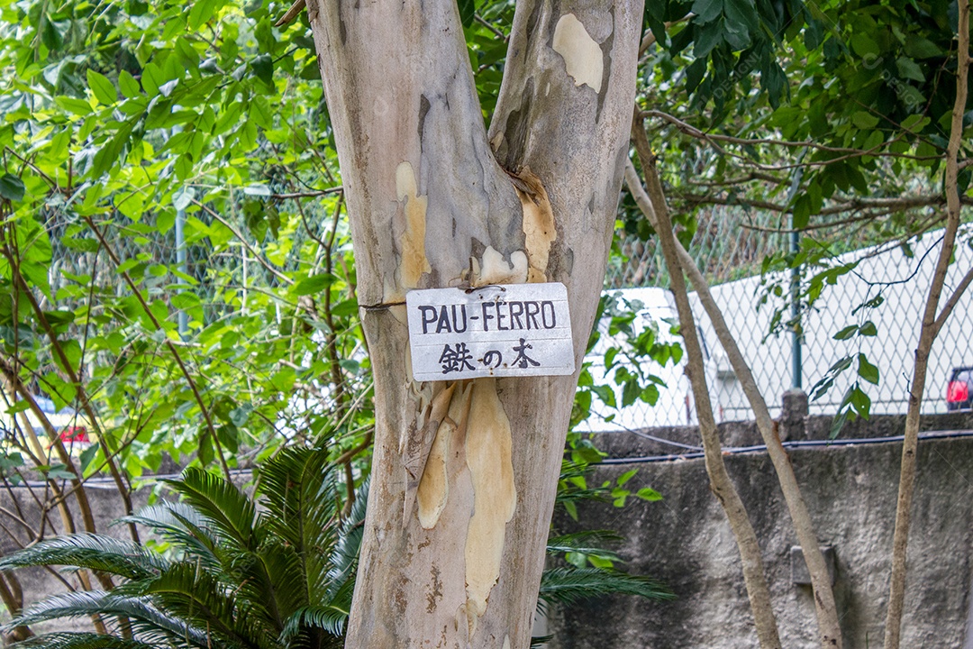 árvore com sinal escrito pau-ferro no Rio de Janeiro Brasil.