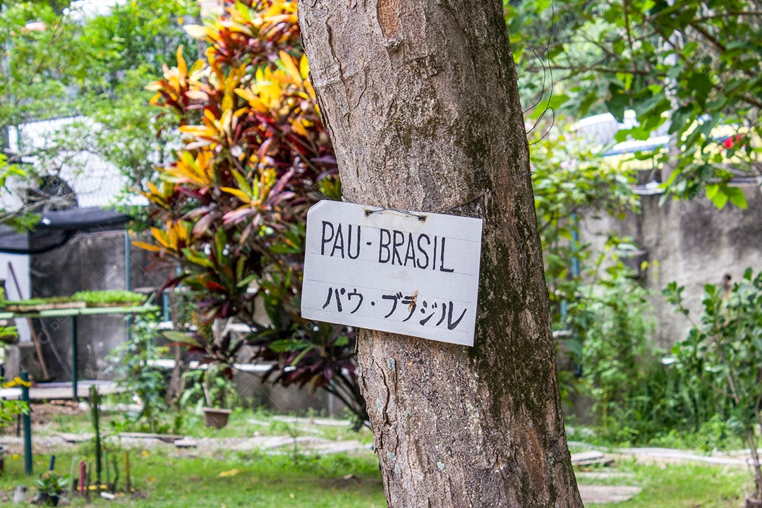 árvore com sinal escrito pau-brasil no Rio de Janeiro Brasil.