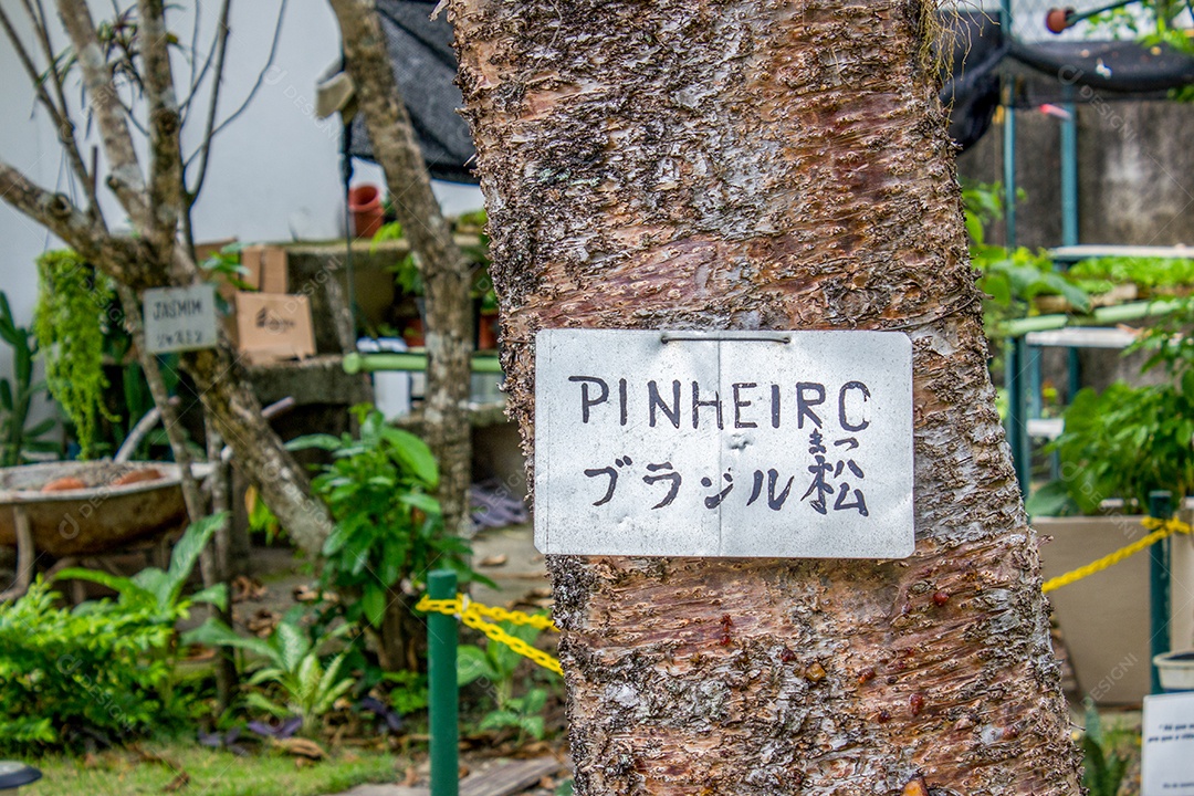 Árvore com sinal escrito pinheiro no Rio de Janeiro Brasil.