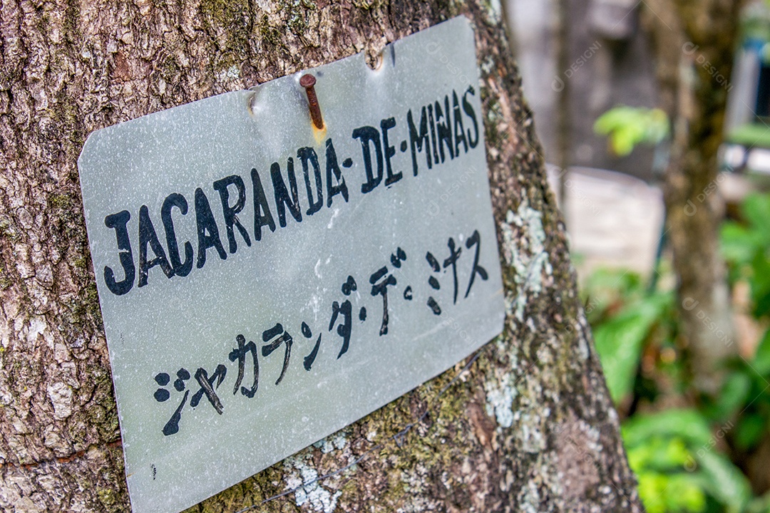 árvore com sinal escrito Jacaranda de Minas no Rio de Janeiro Brasil.