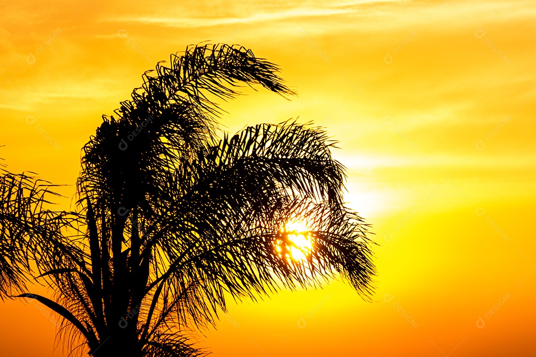 Silhuetas de coqueiros na zona portuária do Rio de Janeiro Brasil.