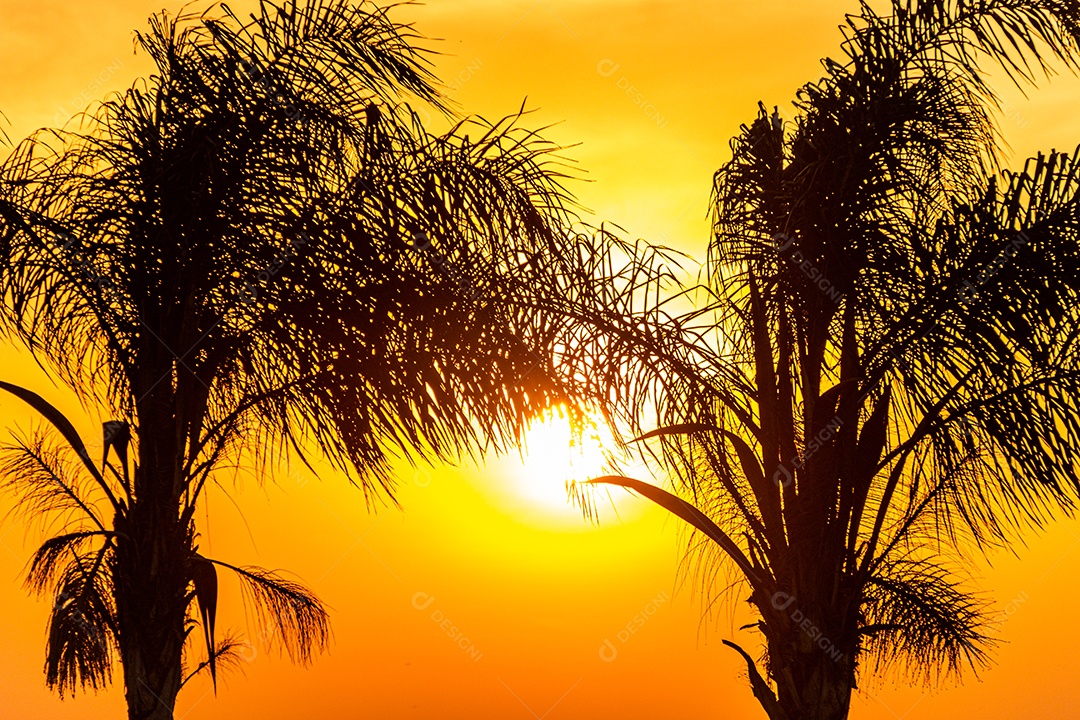 Silhuetas de coqueiros na zona portuária do Rio de Janeiro Brasil.