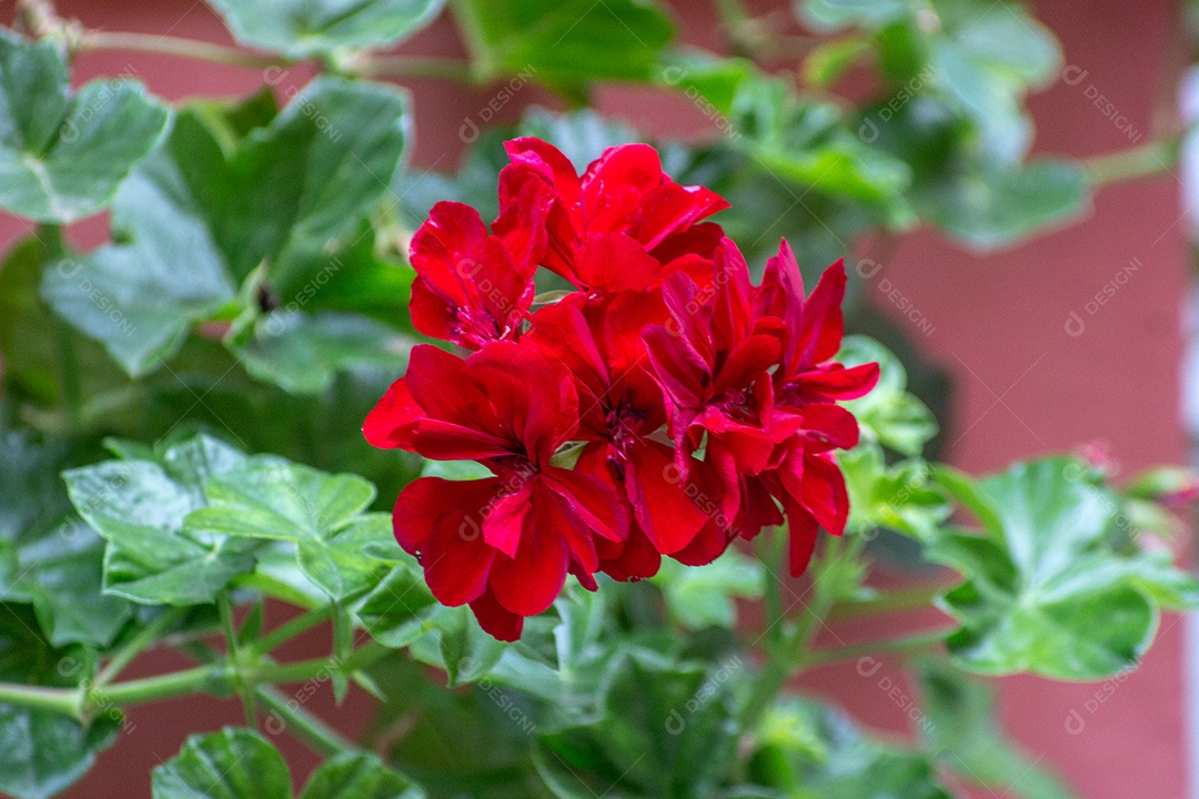 Planta de gênio vermelho com folhas verdes em um jardim no Rio de Janeiro Brasil