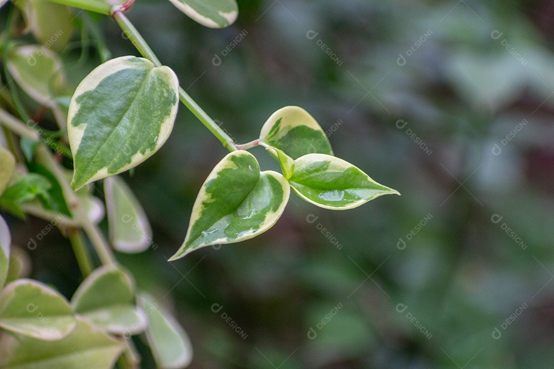 Peperomia é um dos dois grandes gêneros da família Piperaceae. A maioria deles são epífitas perenes pequenas e compactas