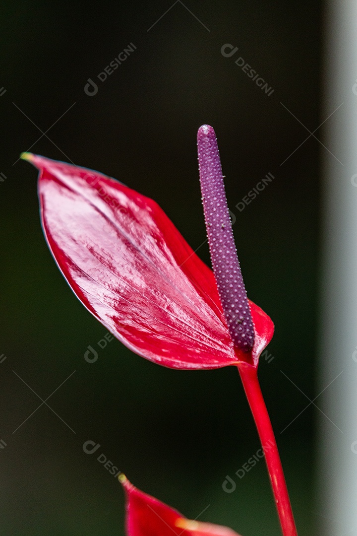 Anthurium é um gênero botânico pertencente à família Araceae, muito comum e plantado em jardins no Rio de Janeiro Brasil.