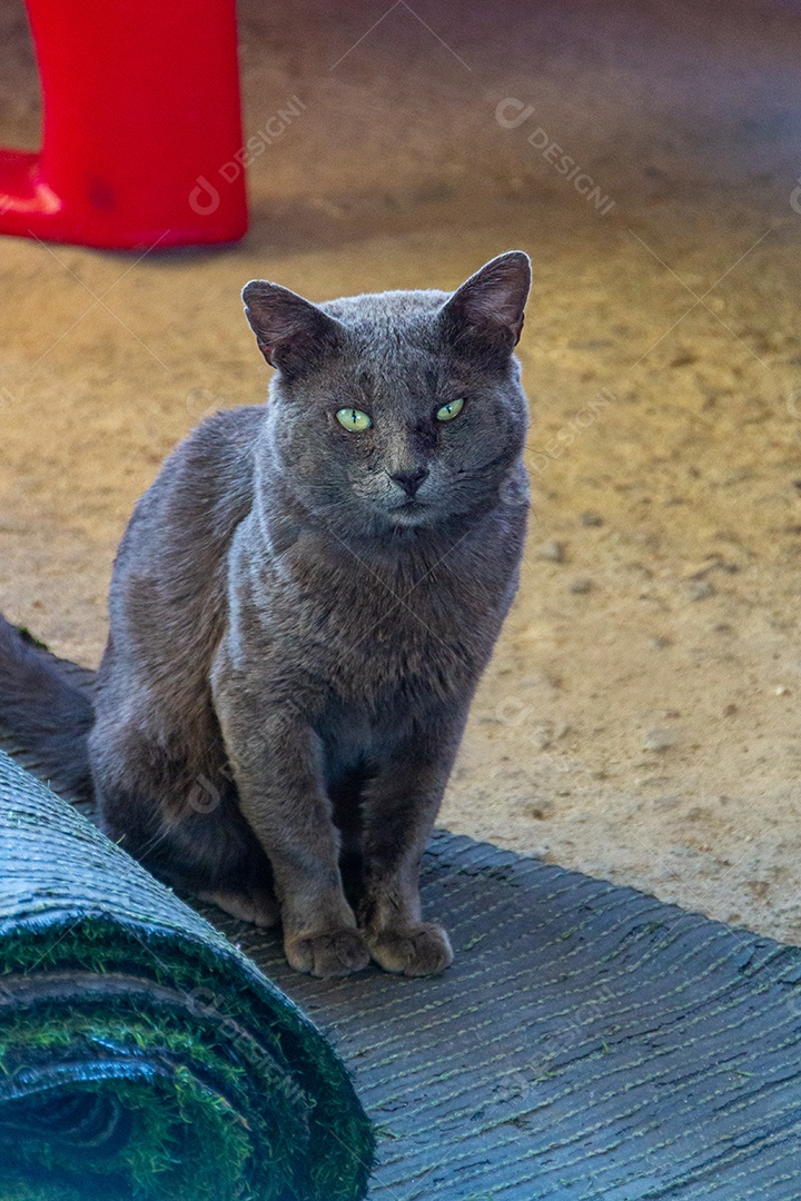 Gato Chartreux com olhos verdes sentado em um tapete no chão no Rio de Janeiro Brasil.