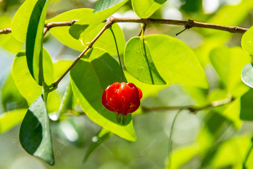 Pitanga é o fruto da pitangueira, dicotiledônea da família das mirtáceas. Tem a forma de bolas carnudas globosas, vermelhas, laranja, amarelas ou pretas