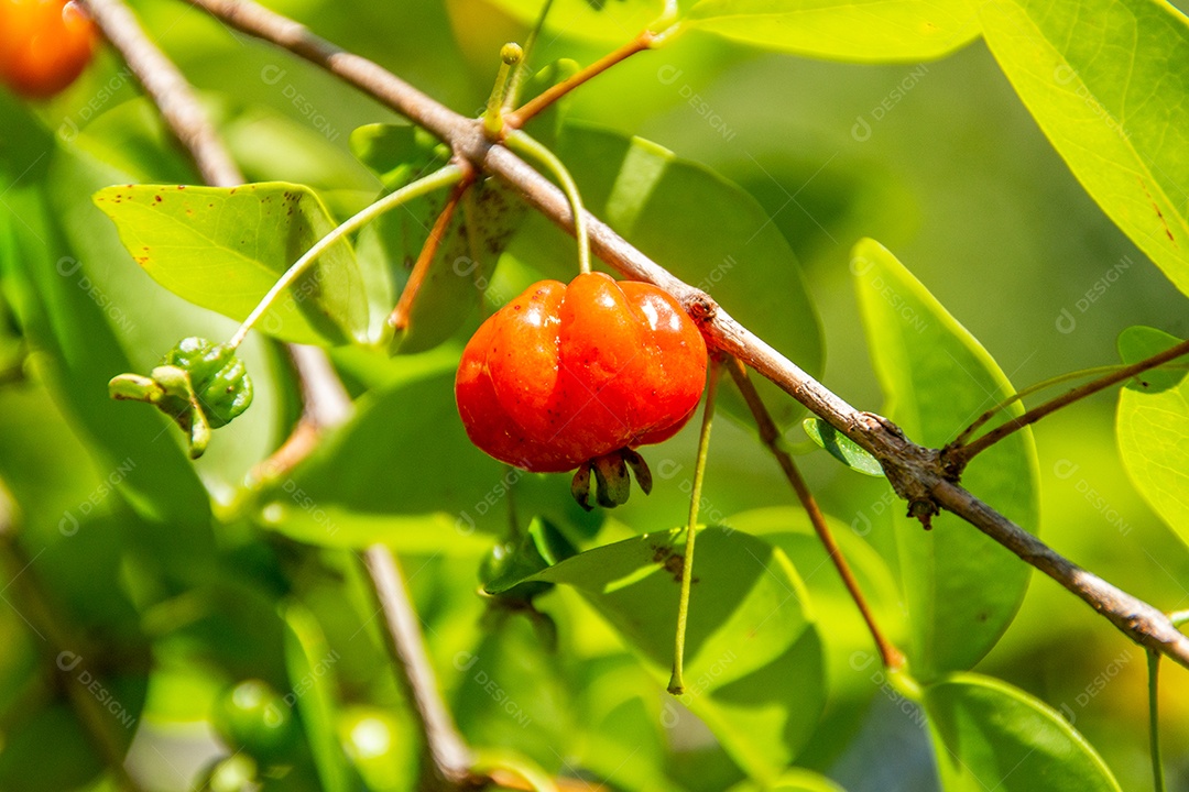 Pitanga é o fruto da pitangueira, dicotiledônea da família das mirtáceas. Tem a forma de bolas carnudas globosas, vermelhas, laranja, amarelas ou pretas