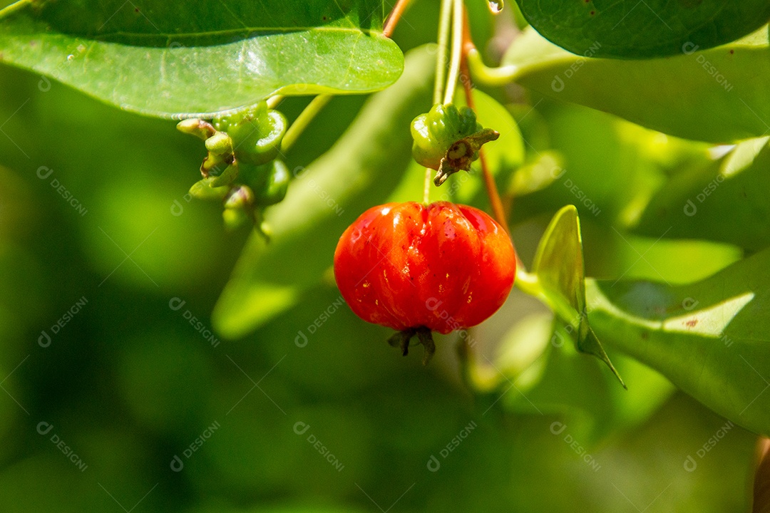 Pitanga é o fruto da pitangueira, dicotiledônea da família das mirtáceas. Tem a forma de bolas carnudas globosas, vermelhas, laranja, amarelas ou pretas