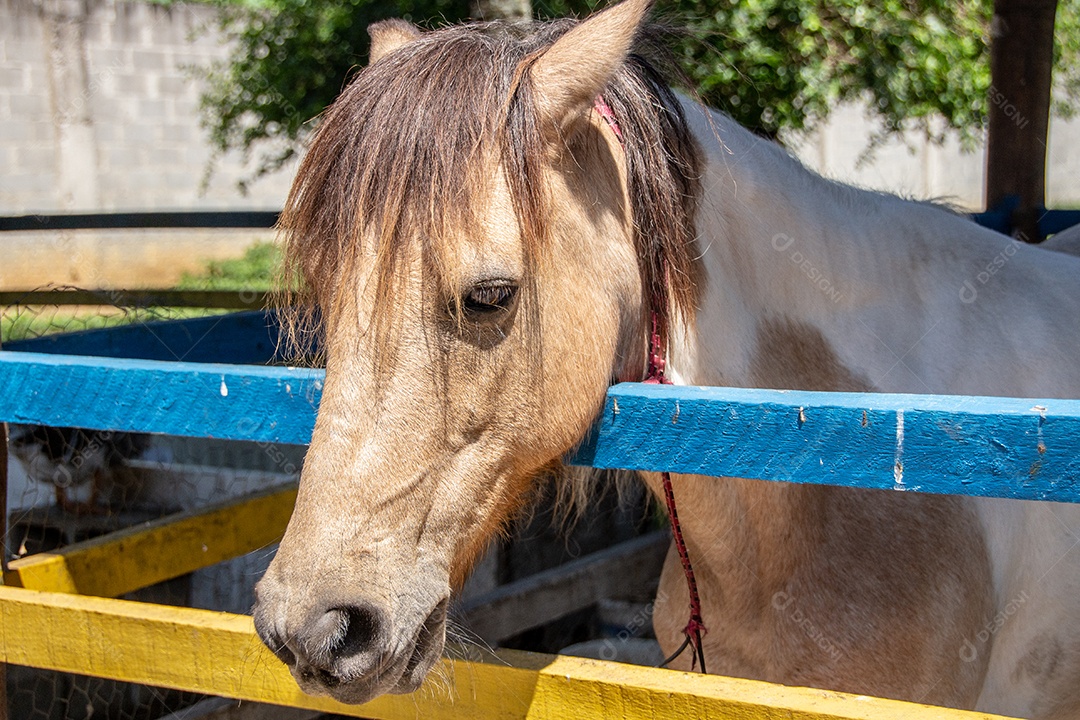 Cavalo dentro de um curral no Rio de Janeiro Brasil.