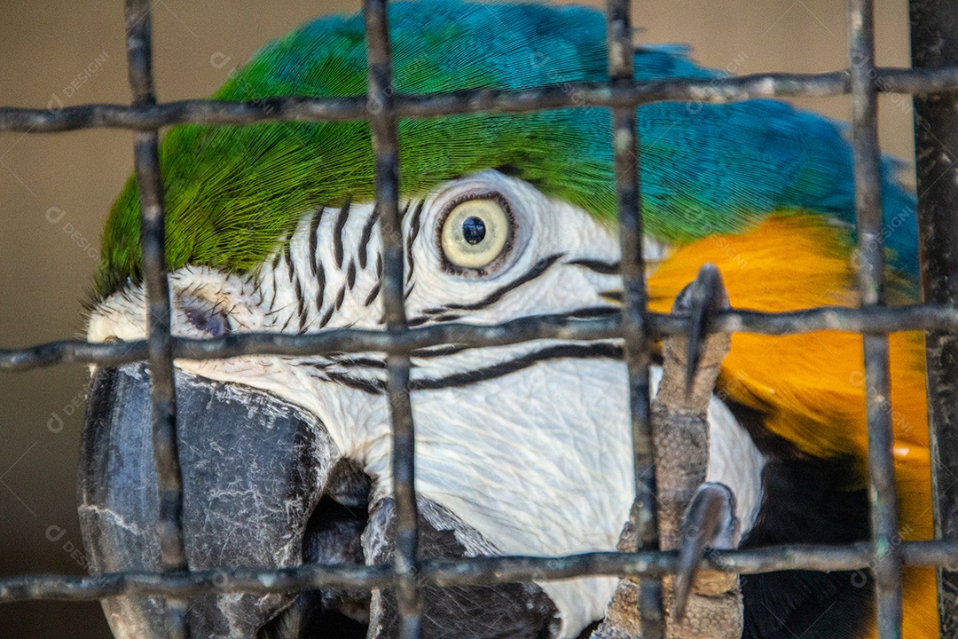 Arara Azul presa em uma gaiola no Rio de Janeiro Brasil.