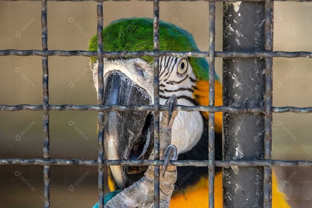 Arara Azul presa em uma gaiola no Rio de Janeiro Brasil.