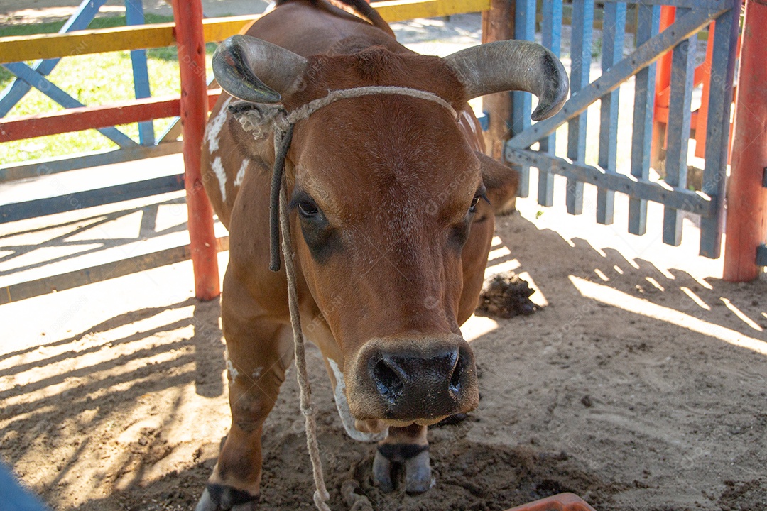 Vaca com chifres dentro de um curral no Rio de Janeiro Brasil.