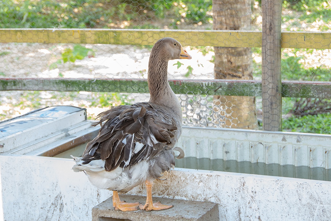 Ganso europeu em uma fazenda no Rio de Janeiro Brasil.