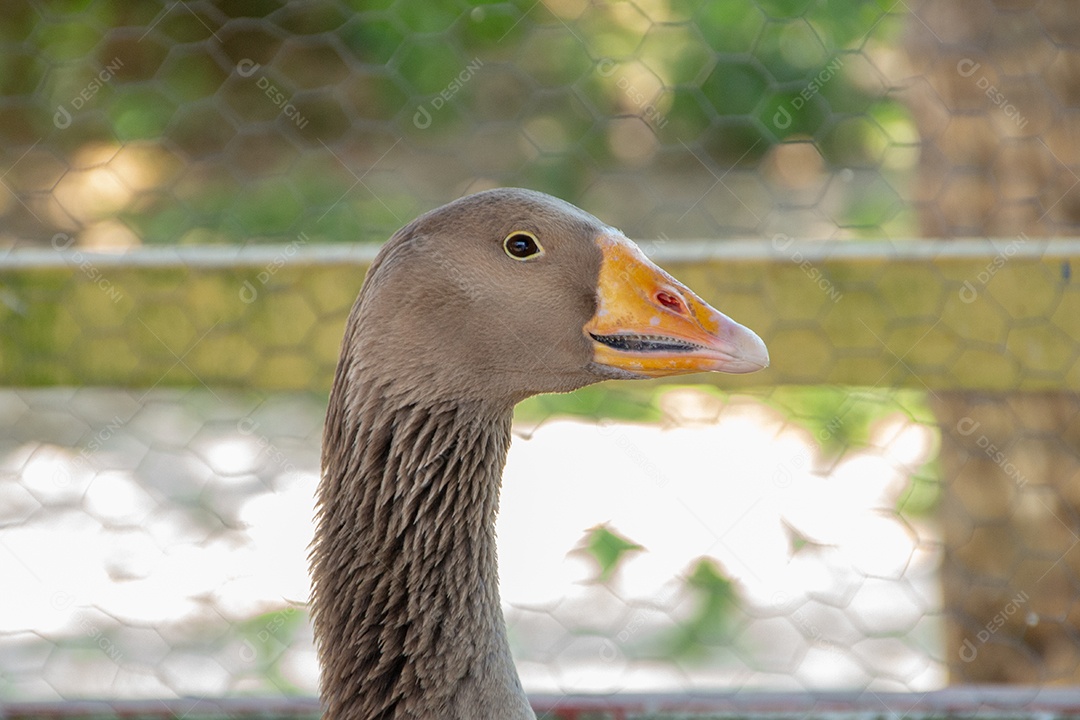 Ganso europeu em uma fazenda no Rio de Janeiro Brasil.