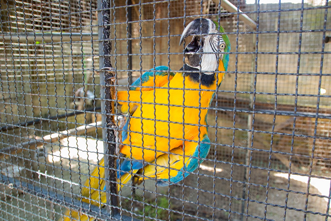 Arara Azul presa em uma gaiola no Rio de Janeiro Brasil.