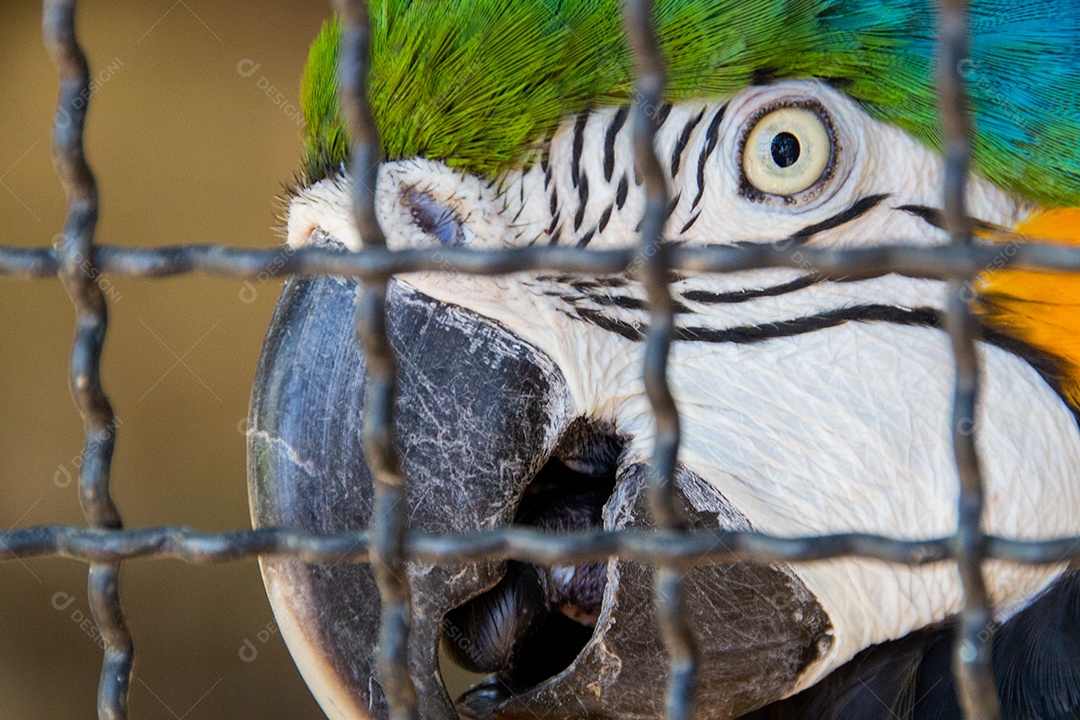 Arara Azul presa em uma gaiola no Rio de Janeiro Brasil.