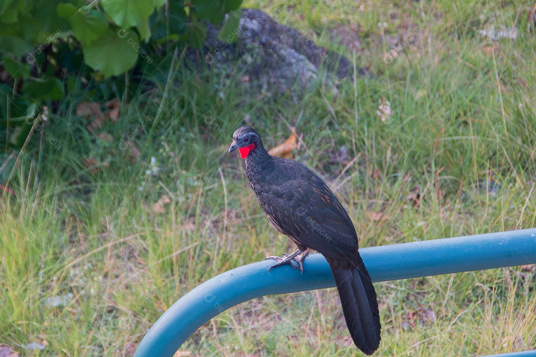 pássaro conhecido como jacu, ao ar livre no Rio de Janeiro.