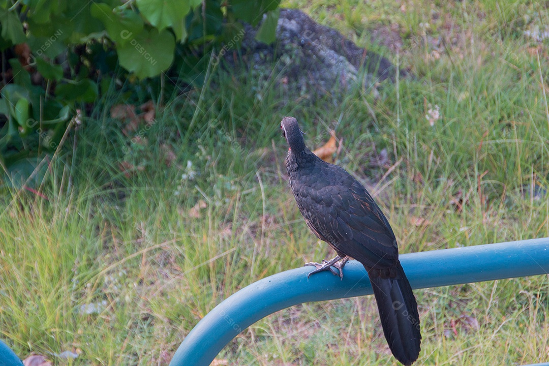 pássaro conhecido como jacu, ao ar livre no Rio de Janeiro.