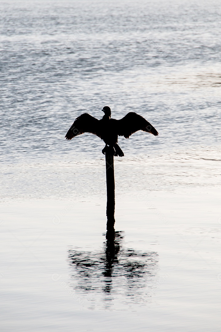 silhueta de um pássaro conhecido como cormorão, em um tronco na lagoa rodrigo de freitas no rio de janeiro.