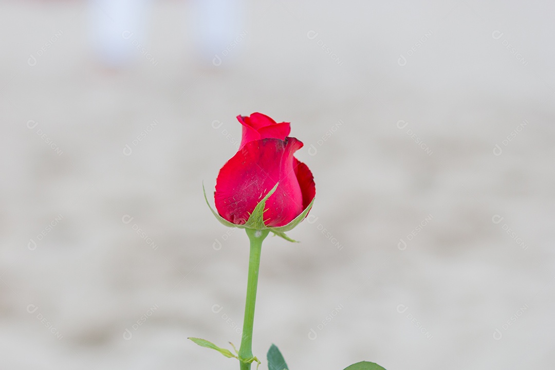 flores em homenagem a Iemanjá, na areia da praia de Copacabana, no Rio de Janeiro.