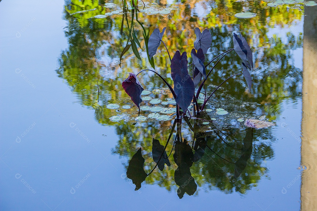Usina de água de inhame roxo muito popular no Brasil