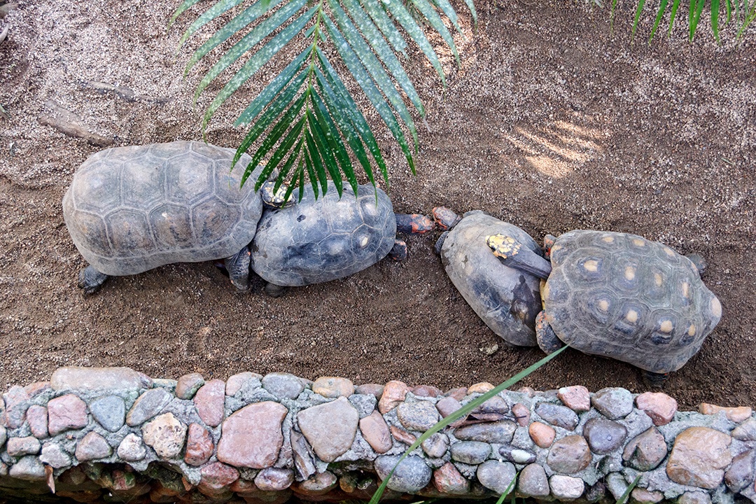 Tartaruga-de-pés-amarelos e tartaruga-de-pés-vermelhos espécies muito comuns no Brasil.