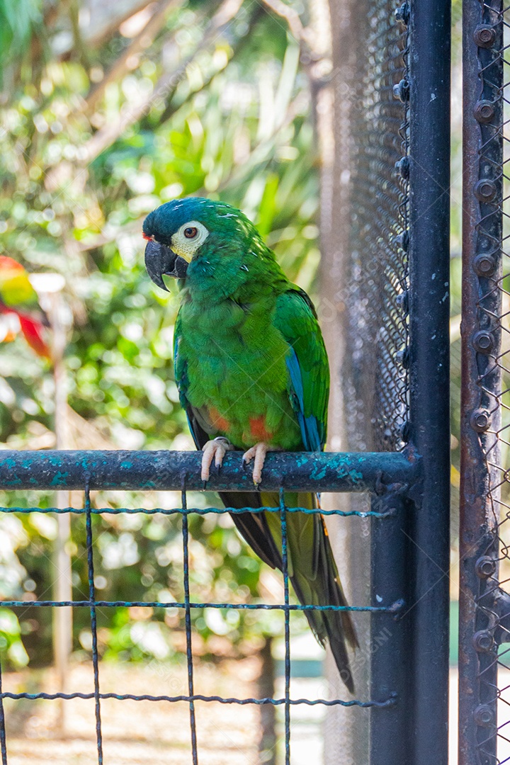 ave conhecida como Arara-de-cara-castanha Brasil
