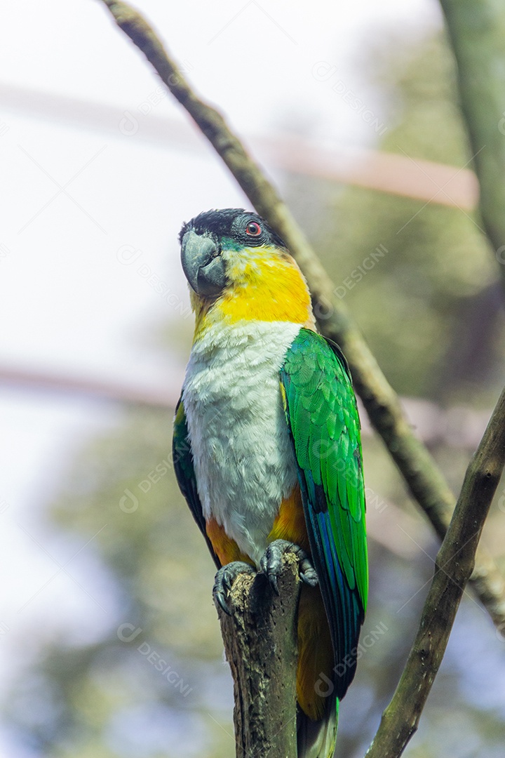 pássaro conhecido como Papagaio-de-coxa-verde no Brasil