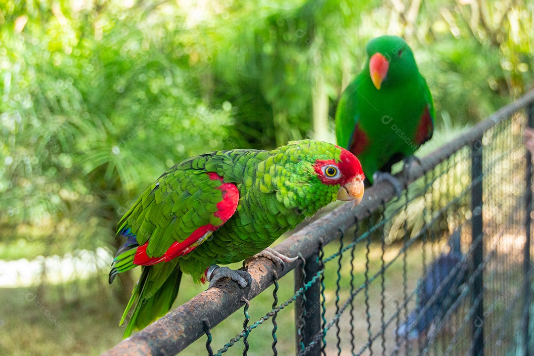 pássaro conhecido como papagaio-de-óculos-vermelho no Brasil