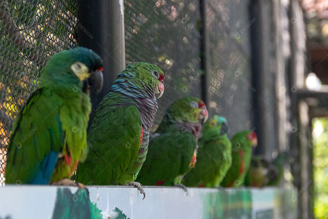 pássaro conhecido como papagaio vináceo no Brasil