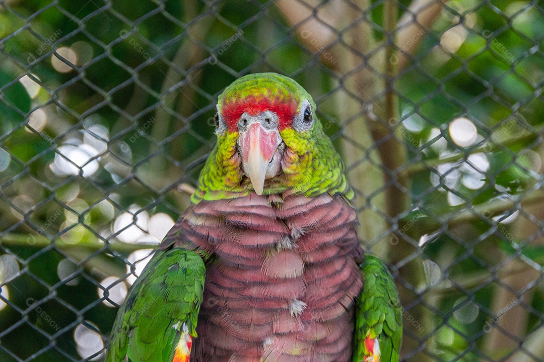 pássaro conhecido como papagaio vináceo no Brasil