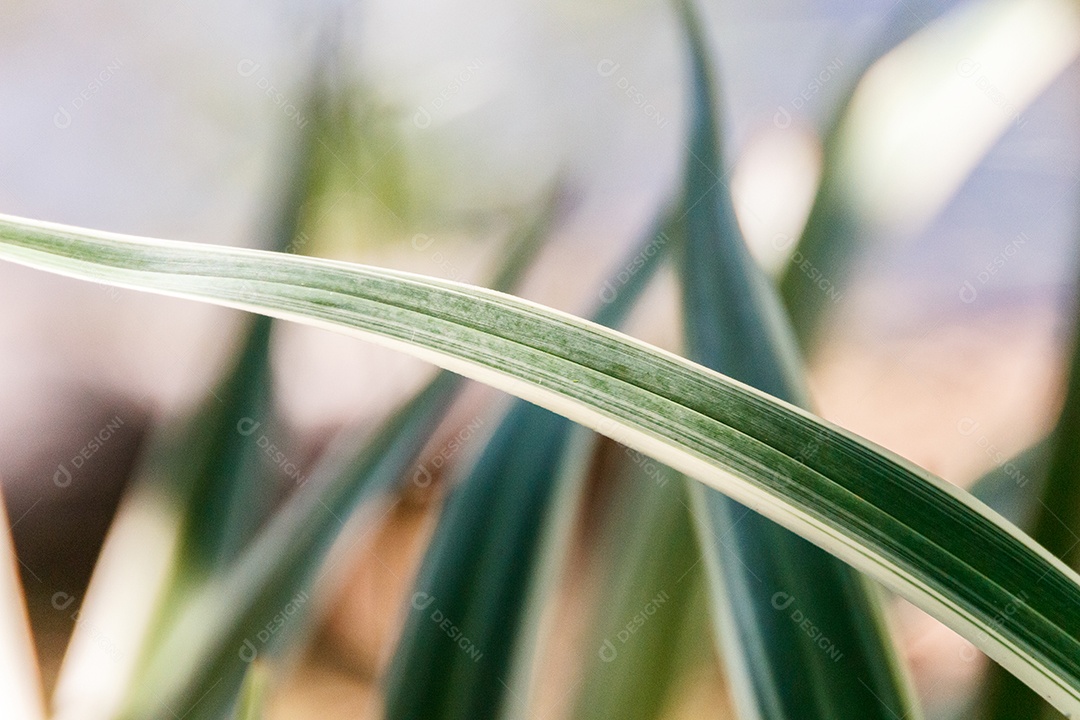 Dianella é um gênero botânico pertencente à família Hemerocallidaceae, no Rio de Janeiro Brasil.