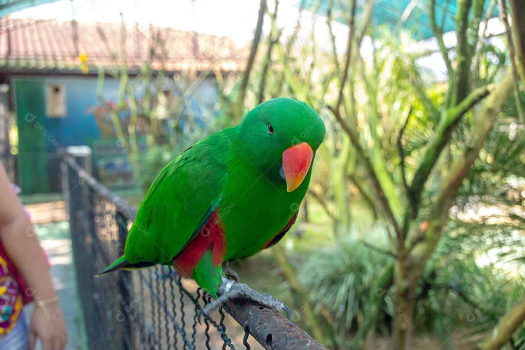 ave conhecida como Periquito-de-rosado Brasil