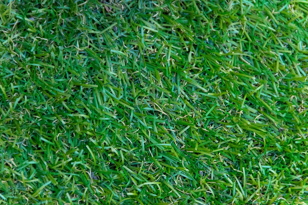 textura de grama verde para plano de fundo no Rio de Janeiro.