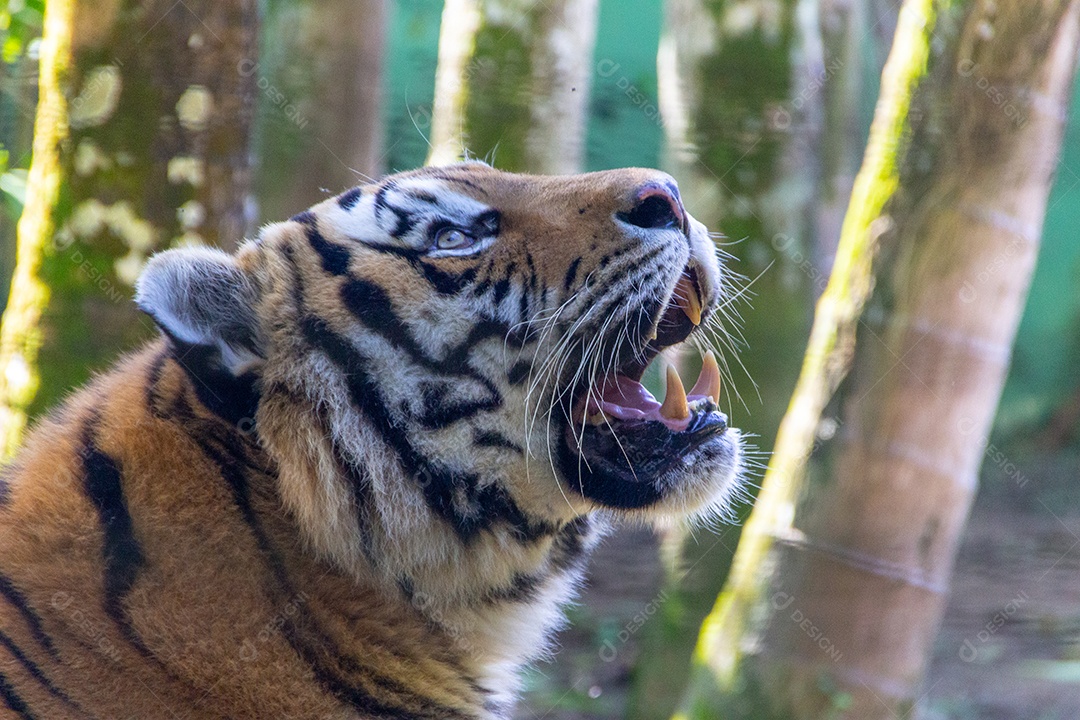 cabeça de um tigre siberiano no Brasil