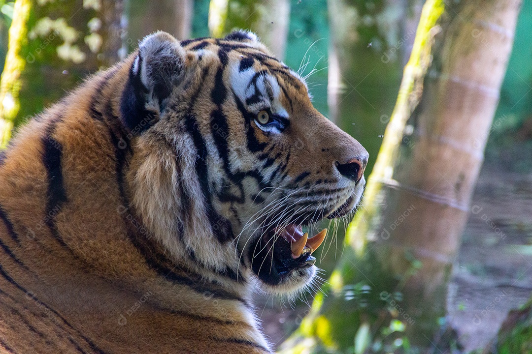 cabeça de um tigre siberiano no Brasil