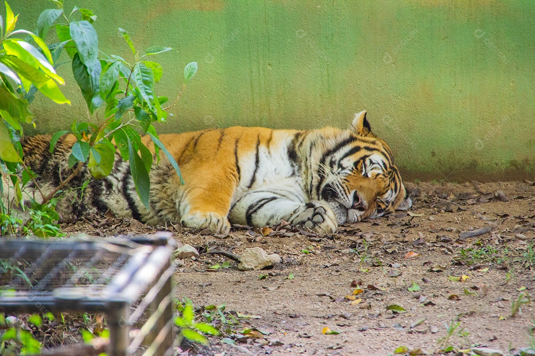 Tigre siberiano dormindo no Brasil